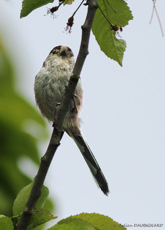 Long-tailed Titadult, identification