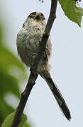 Long-tailed Tit