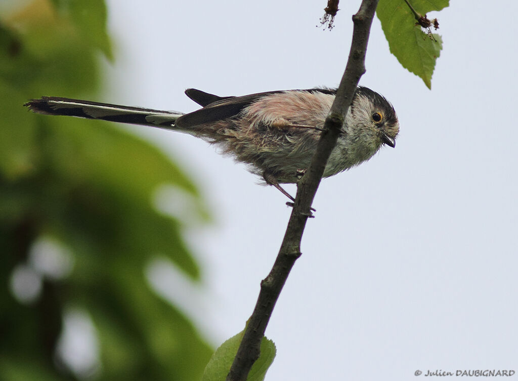 Long-tailed Titadult, identification