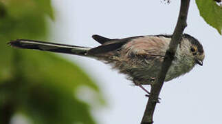 Long-tailed Tit