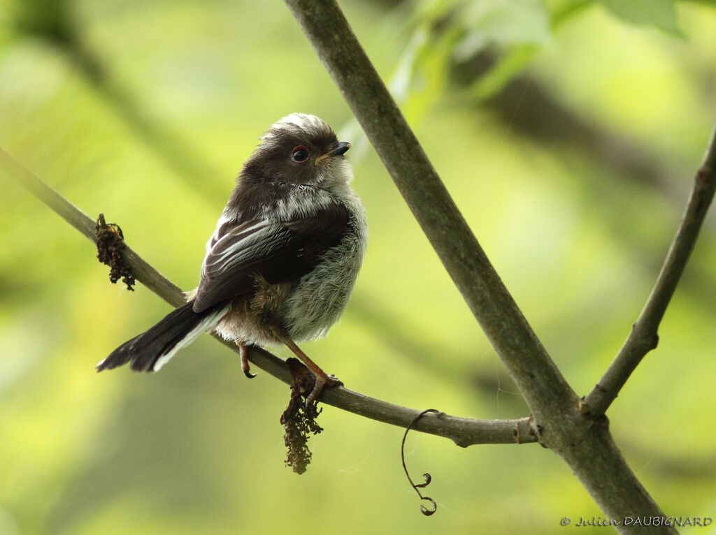 Long-tailed Titjuvenile, identification