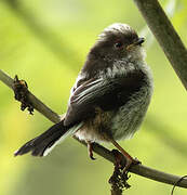 Long-tailed Tit