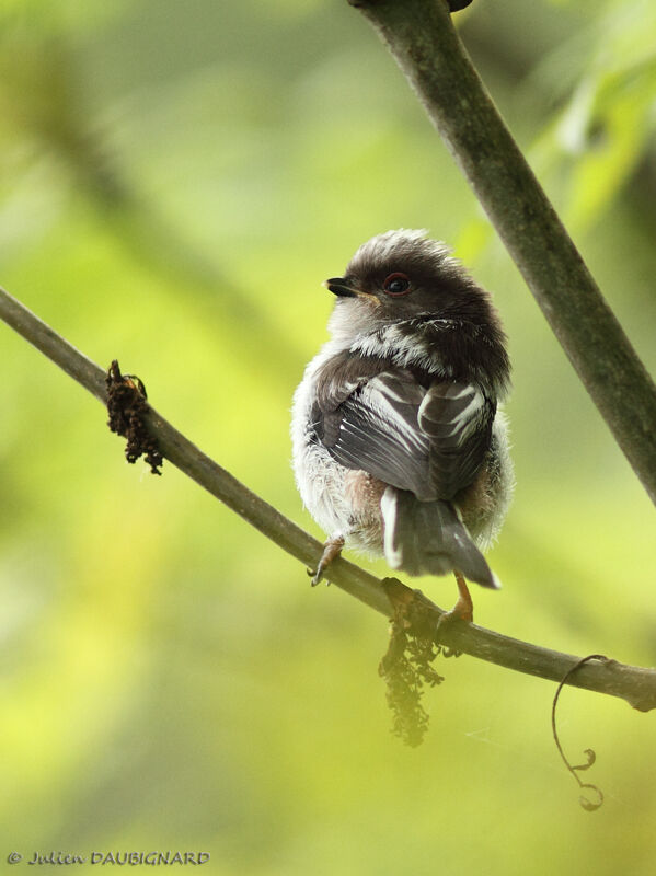 Long-tailed Titjuvenile, identification