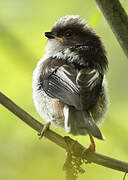 Long-tailed Tit