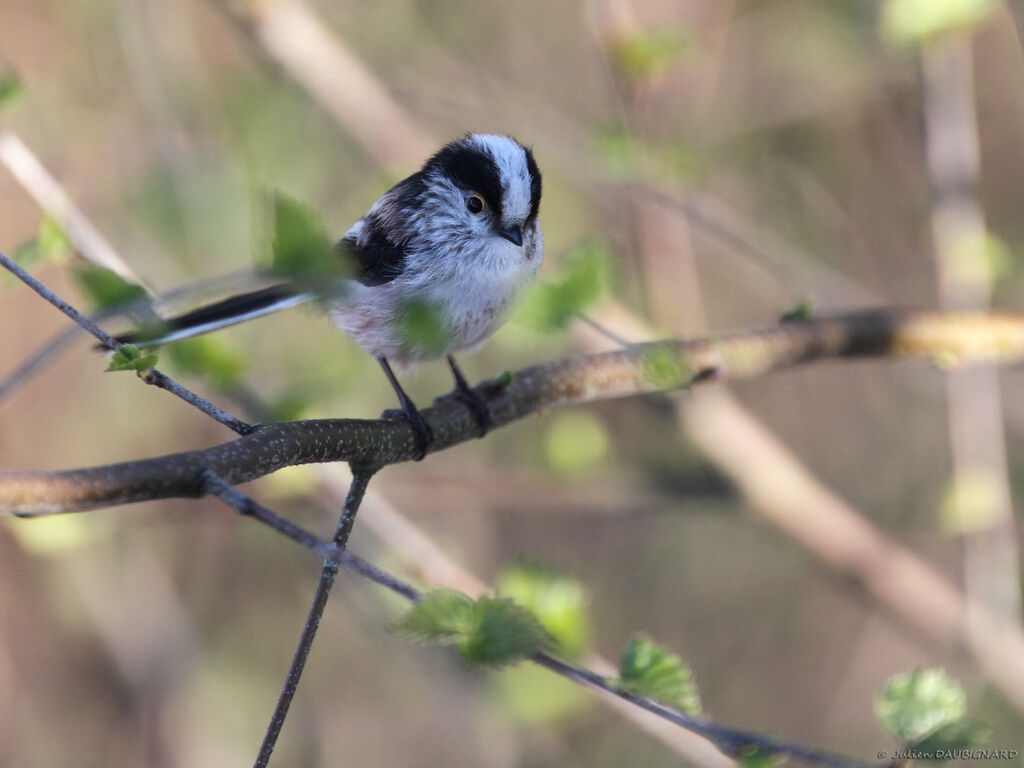 Long-tailed Titadult, identification