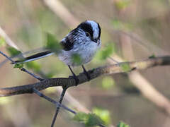 Long-tailed Tit