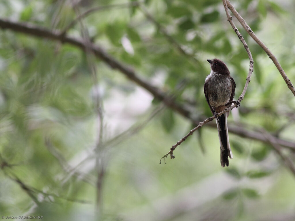 Long-tailed Titjuvenile, identification