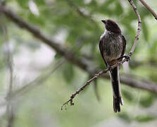 Long-tailed Tit