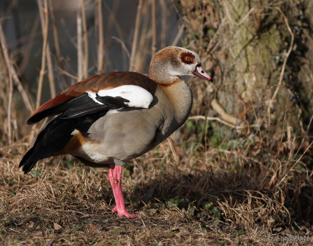 Egyptian Goose, identification