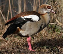 Egyptian Goose