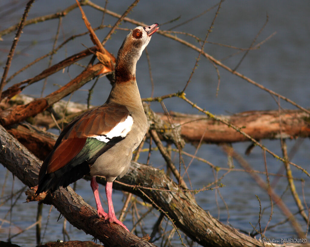 Egyptian Goose, identification