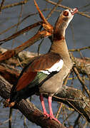 Egyptian Goose