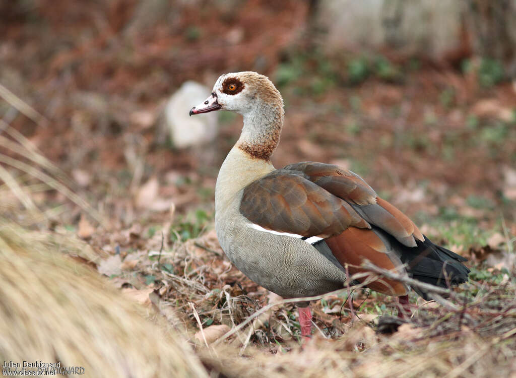 Egyptian Goose, identification