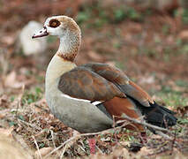 Egyptian Goose