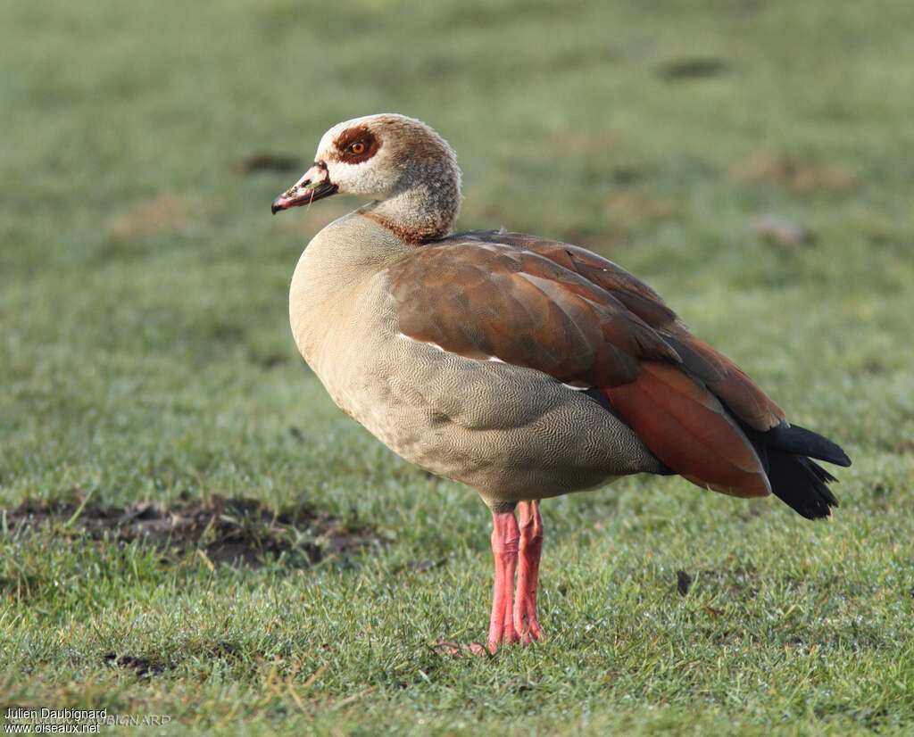 Egyptian Gooseadult, identification