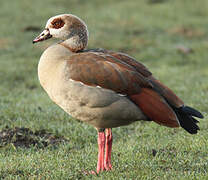 Egyptian Goose