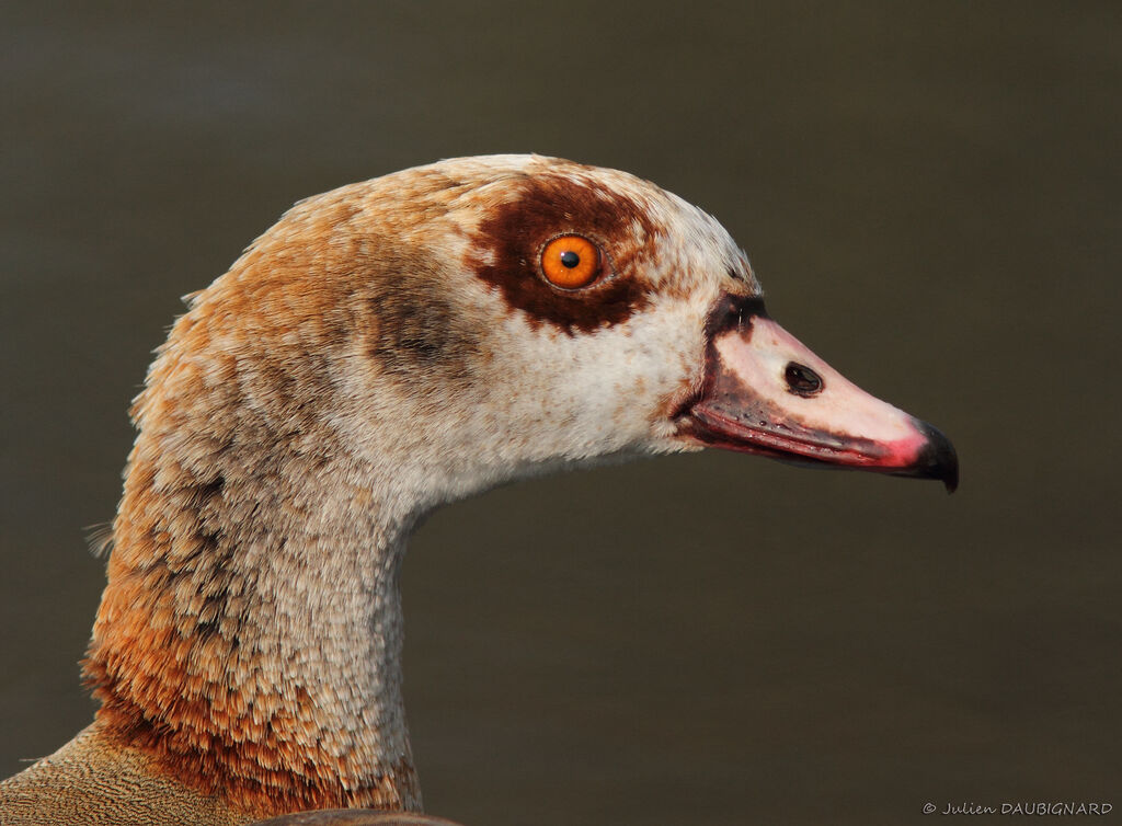 Egyptian Goose