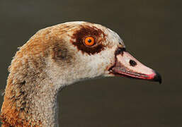 Egyptian Goose