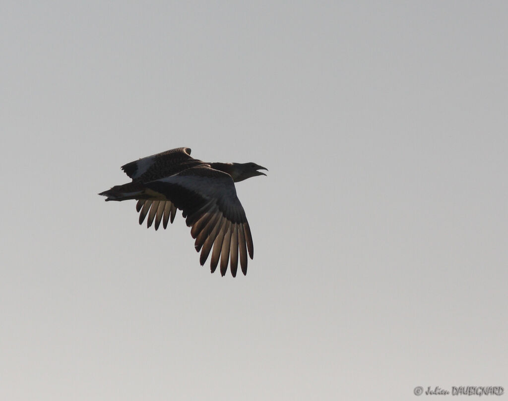 Great Bustard male, Flight