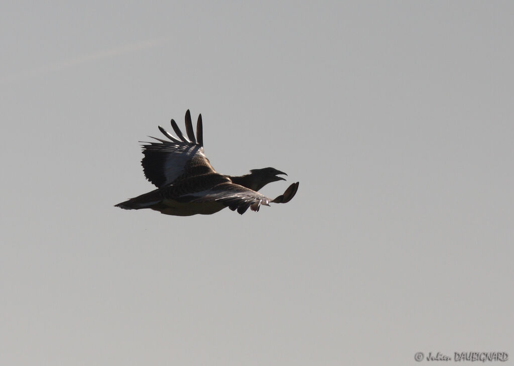 Great Bustard male, Flight