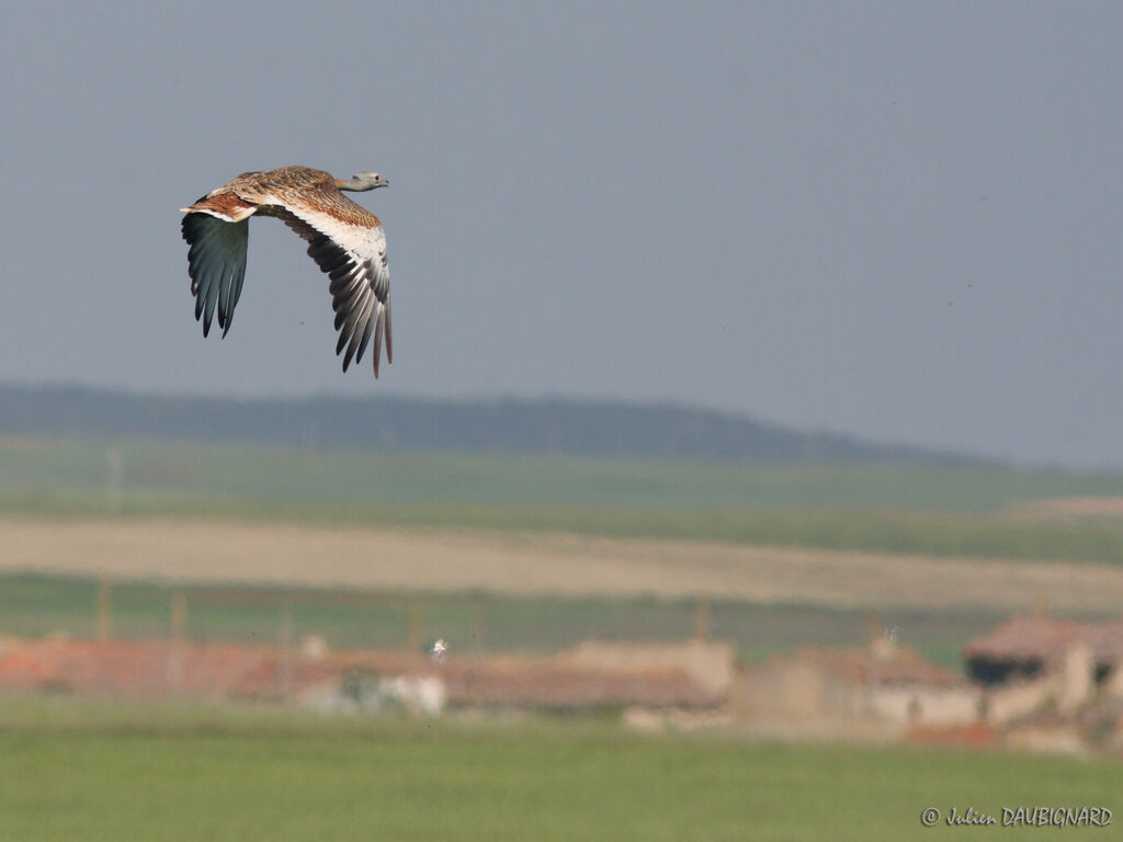 Great Bustard female, Flight