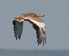 Great Bustard