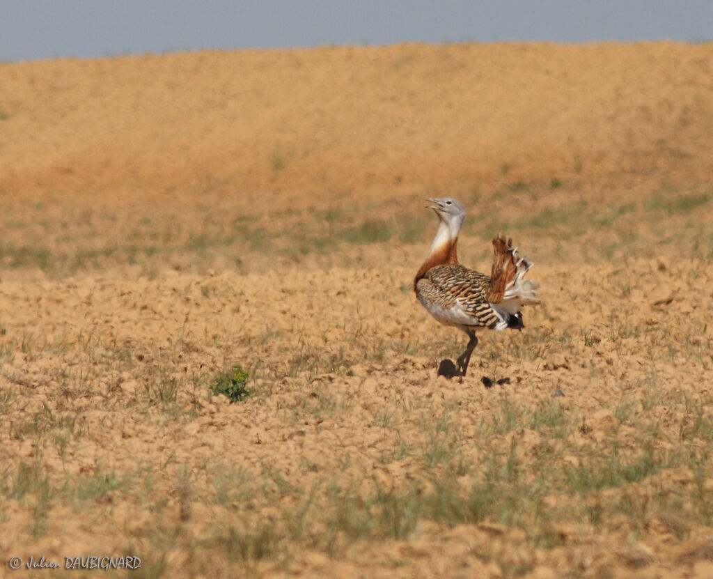 Great Bustard male