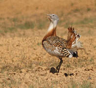 Great Bustard