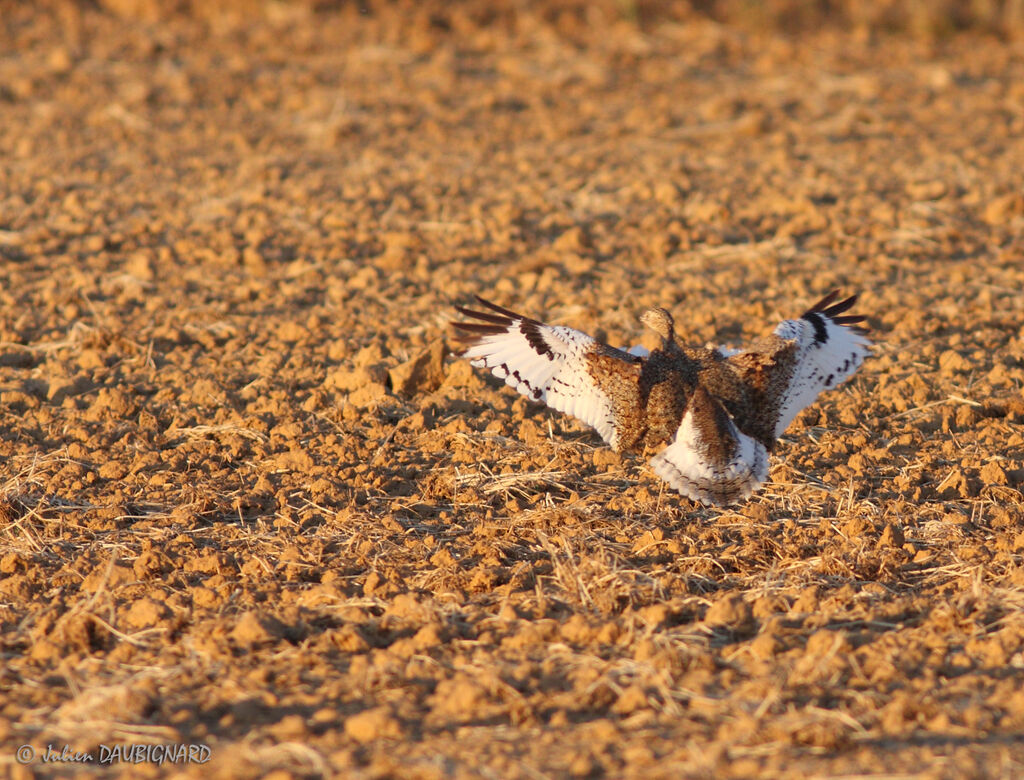 Great Bustard female