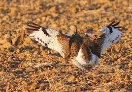 Great Bustard