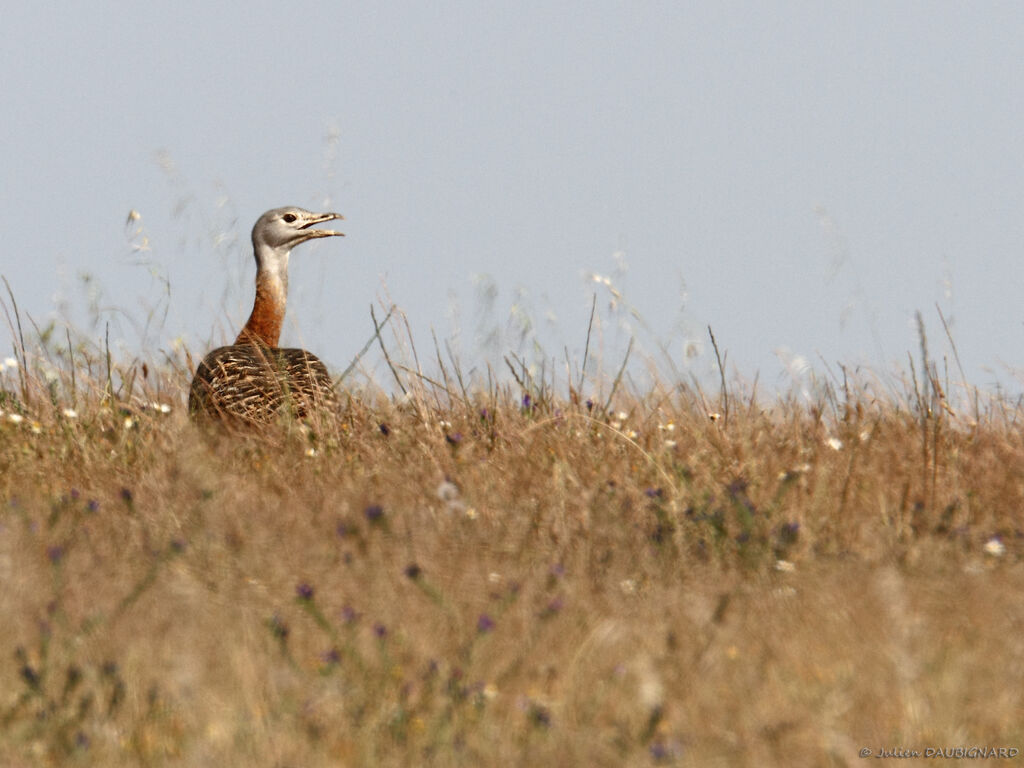 Outarde barbue femelle, identification