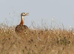 Great Bustard