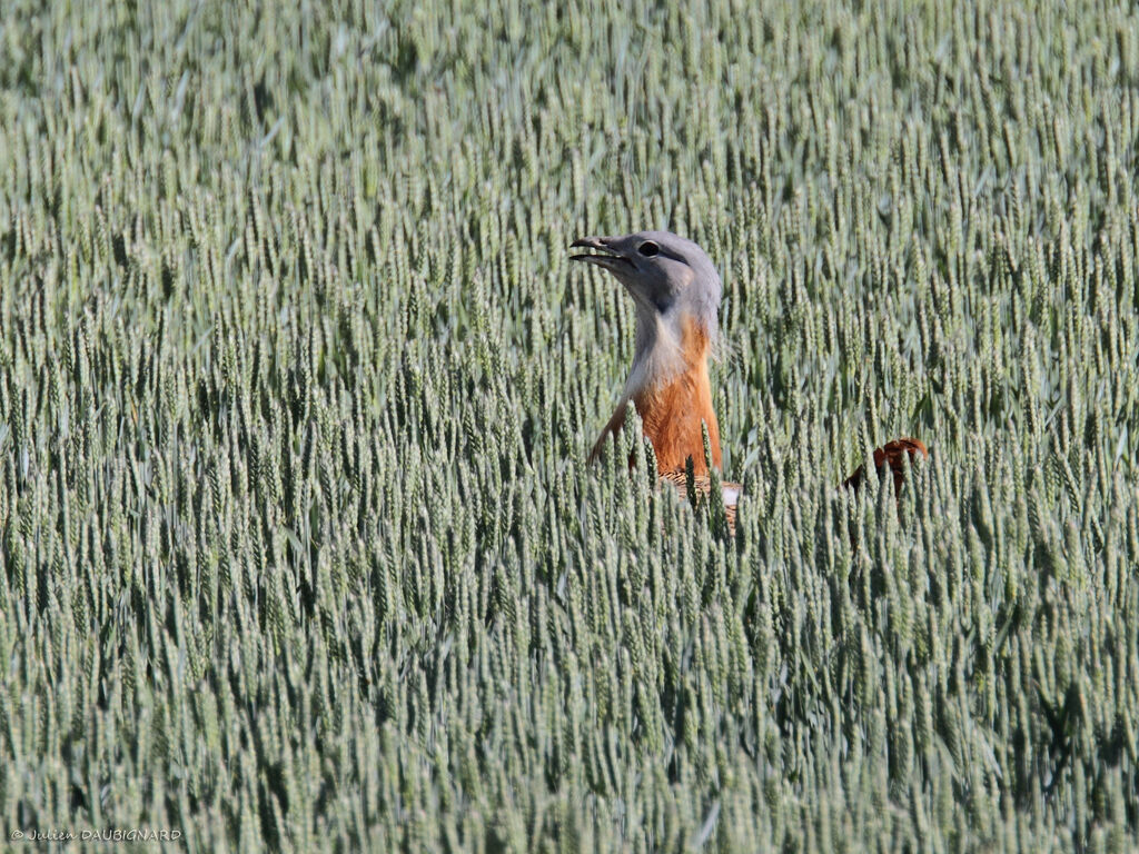 Outarde barbue mâle, identification