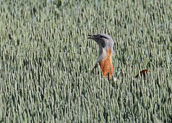 Great Bustard