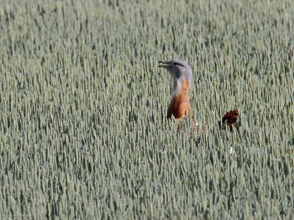 Outarde barbue mâle, identification