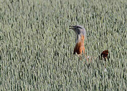 Great Bustard