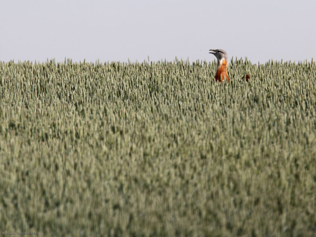 Outarde barbue mâle, identification