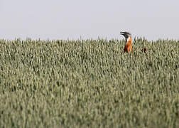 Great Bustard