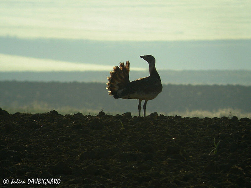 Great Bustard male