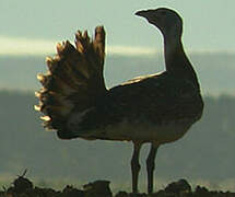 Great Bustard