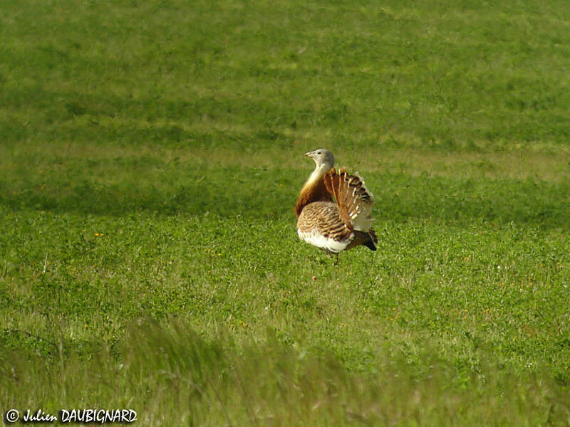 Great Bustard male