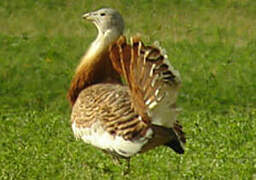 Great Bustard