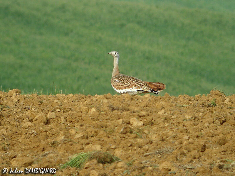 Outarde barbue femelle