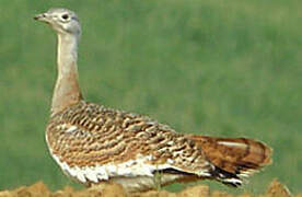 Great Bustard