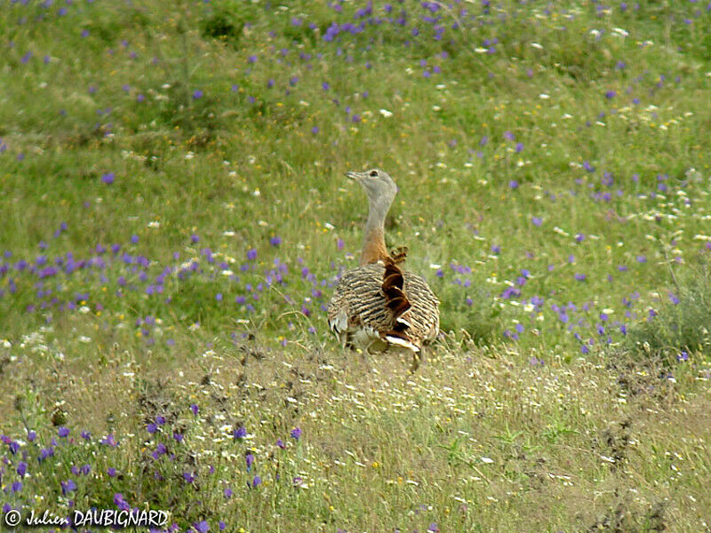 Great Bustard female