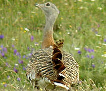 Great Bustard