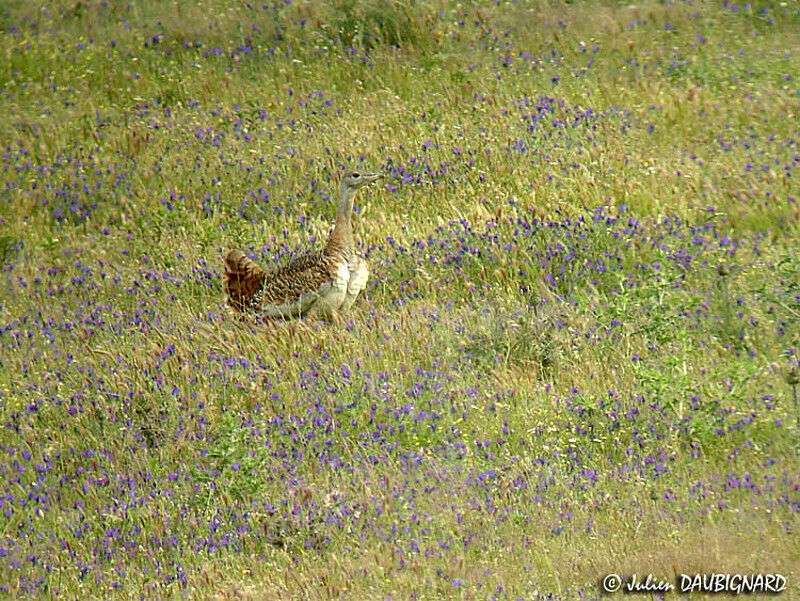 Great Bustard female