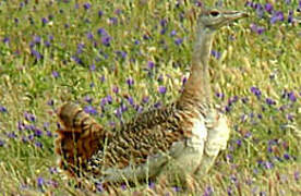 Great Bustard