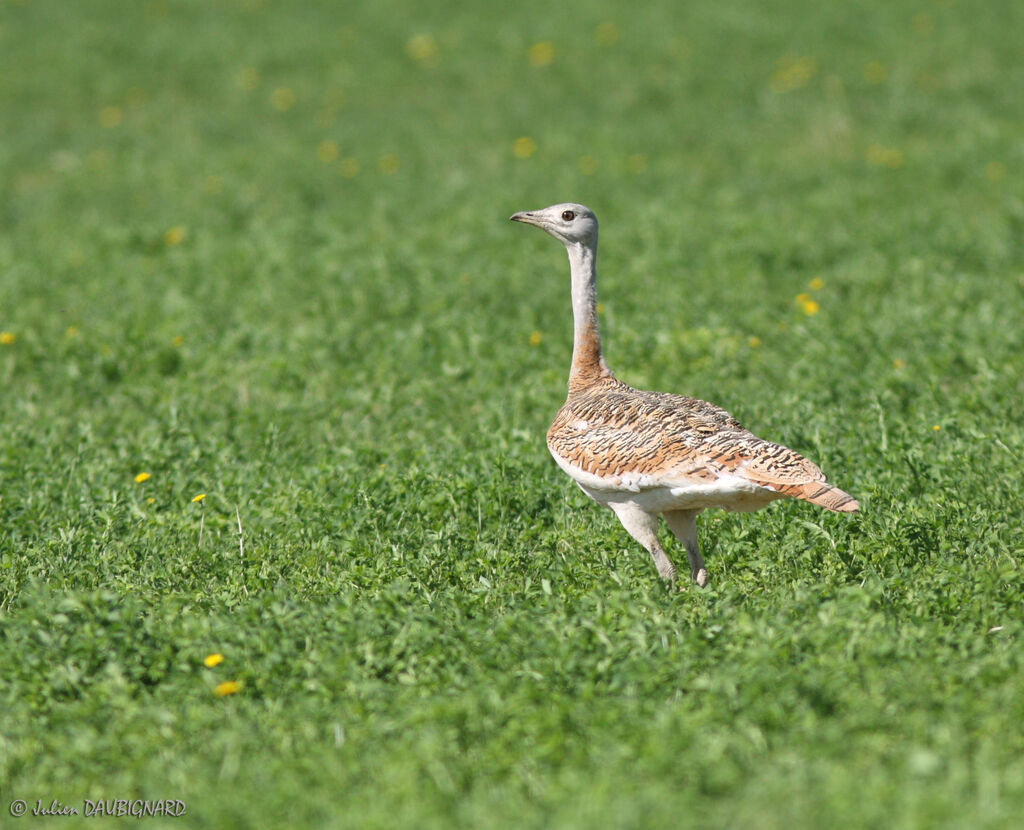 Great Bustard female