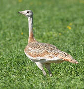 Great Bustard